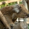 Парк австралийских животных Ган-Гуру
