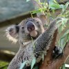 Парк австралийских животных Ган-Гуру